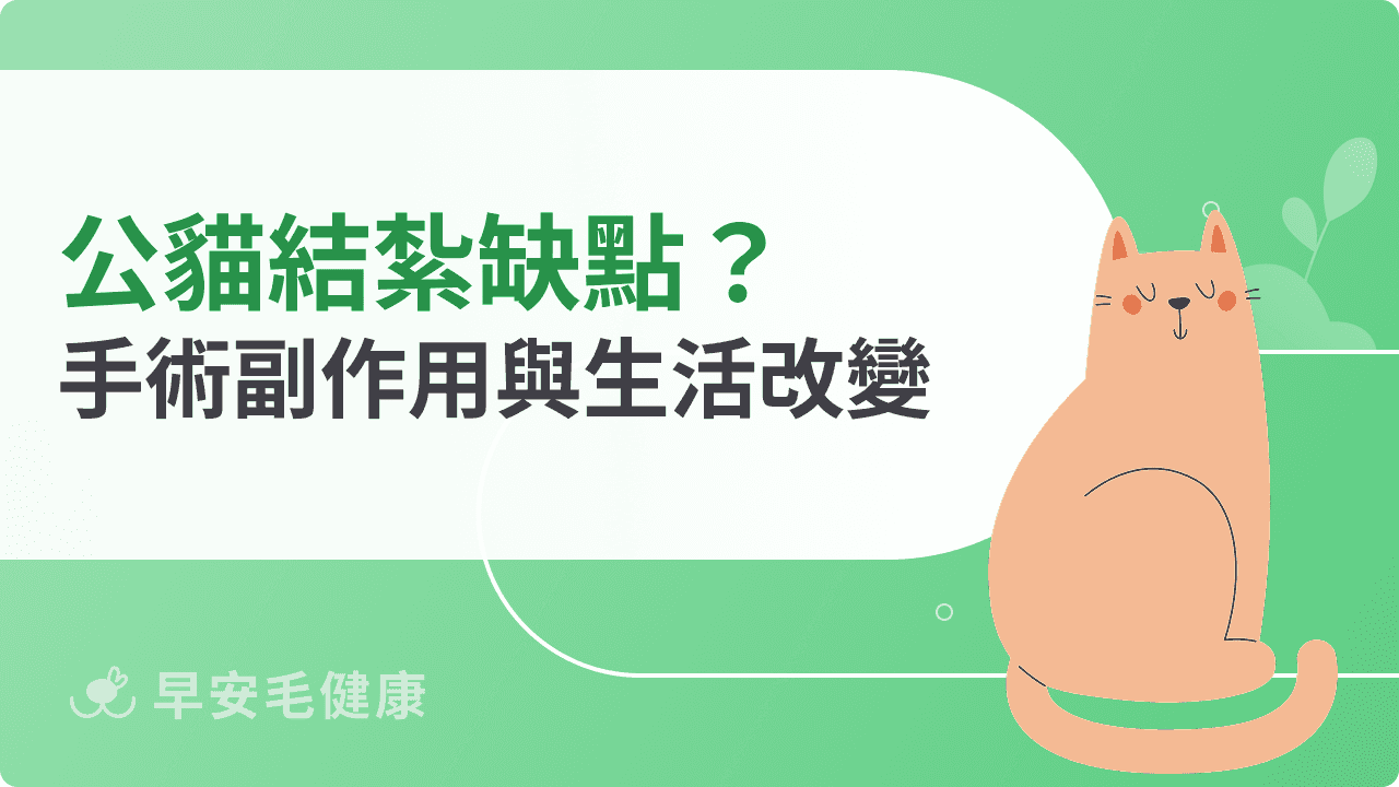 公貓結紮缺點有哪些？手術後可能出現的副﻿作用與生活改變