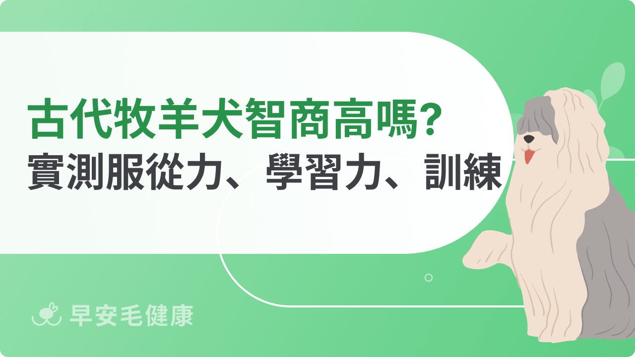 古代牧羊犬智商高嗎？服從度、學習力、訓練實測通通說明