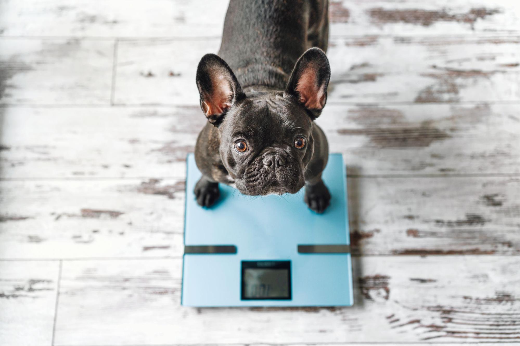 161. AI - sudden-weight-loss-in-dogs-1