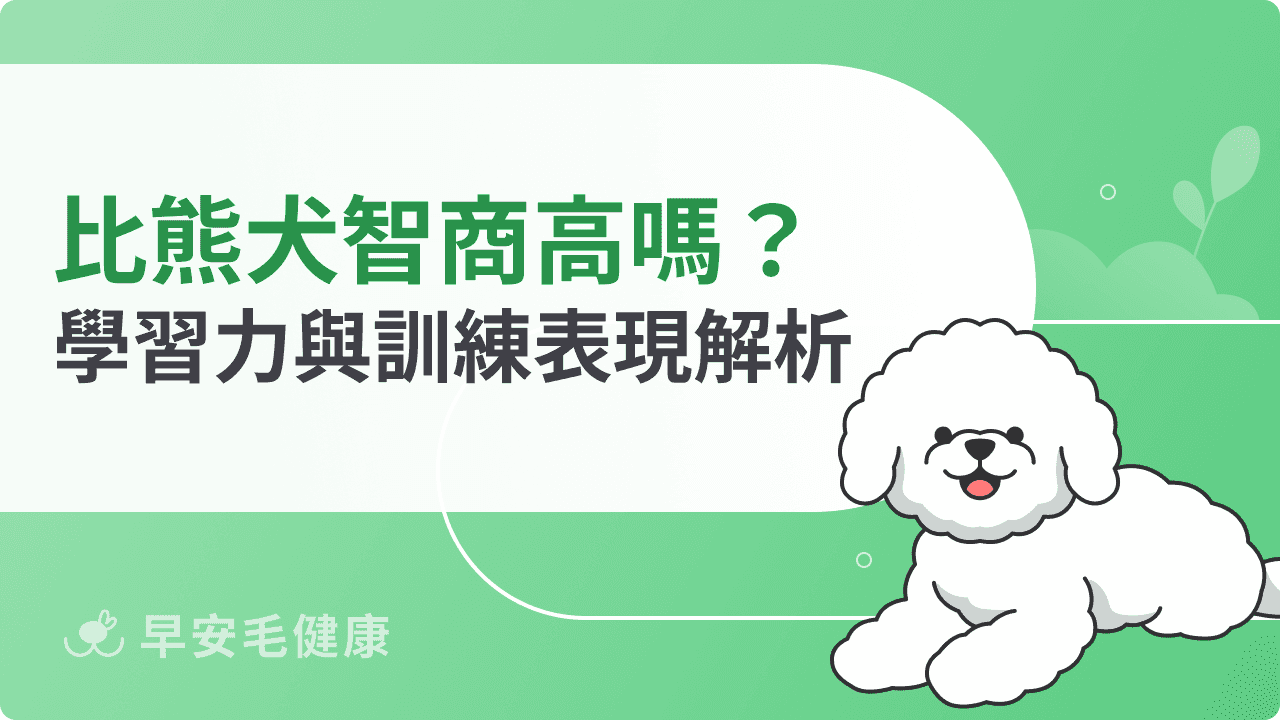 比熊犬智商高嗎？排名第幾名？學習力與訓練表現 完整解析