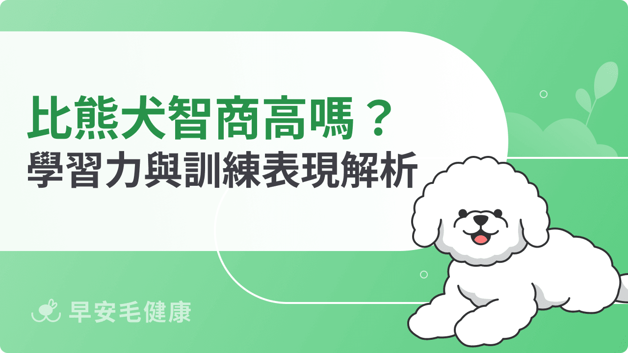 比熊犬智商高嗎？排名第幾名？學習力與訓練表現完整解析