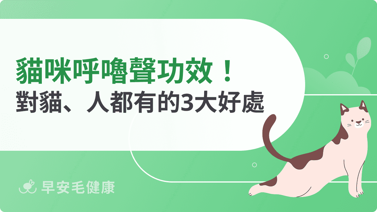 貓咪呼嚕聲功效揭秘：對貓人都有的3大好處