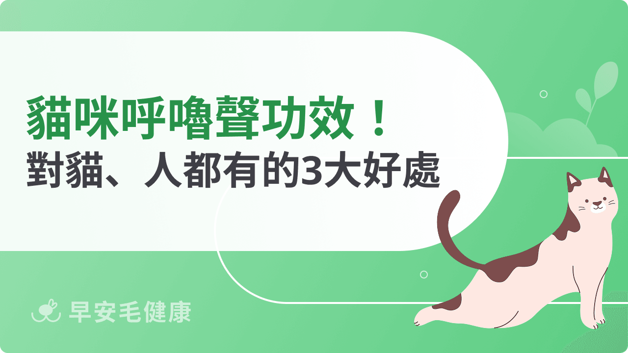 貓咪呼嚕聲功效揭秘：對貓人都有的3大好處