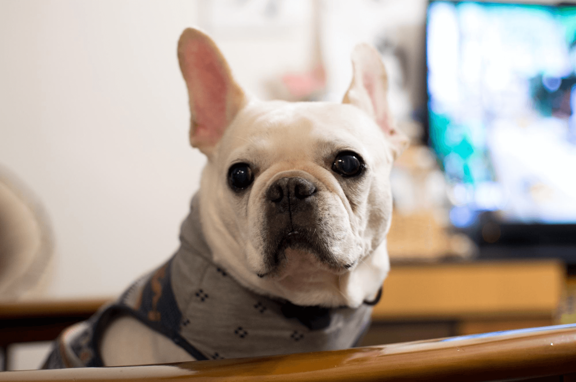 387. AI - french-bulldog-price-1