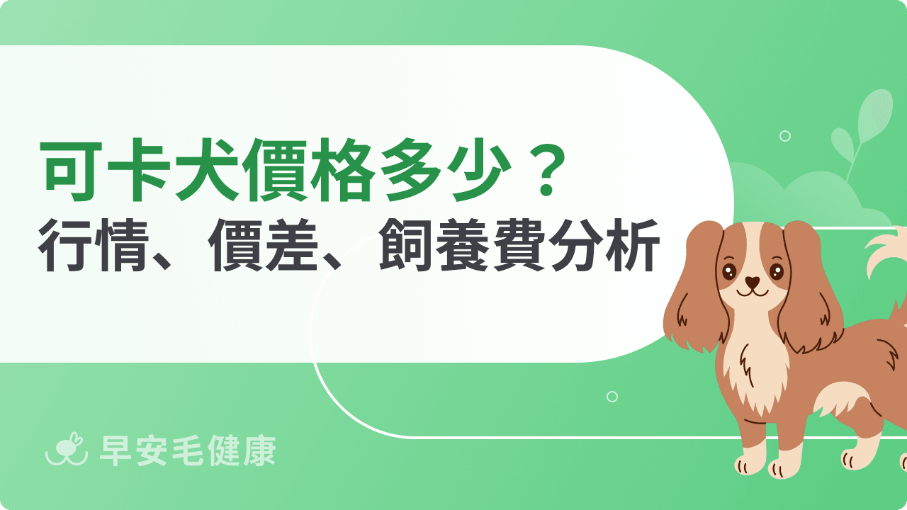 可卡犬價格多少合理？市價行情、價差因素、飼養花費重點整理