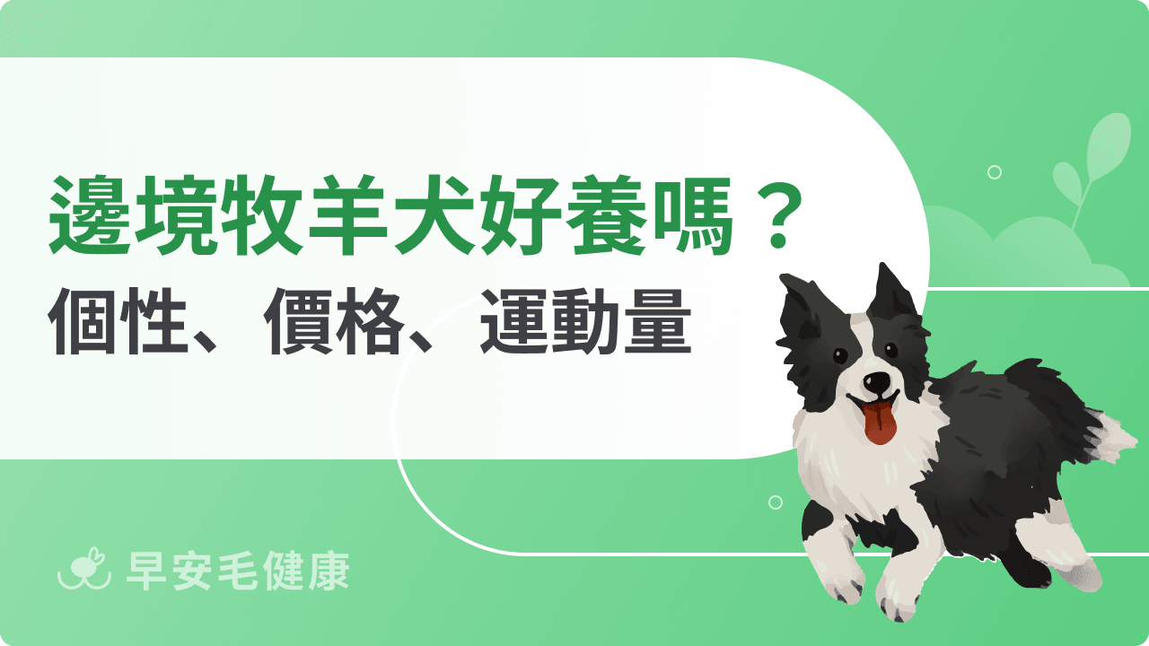 邊境牧羊犬缺點大公開：聰明背後的 5 大飼養挑戰與解決方案