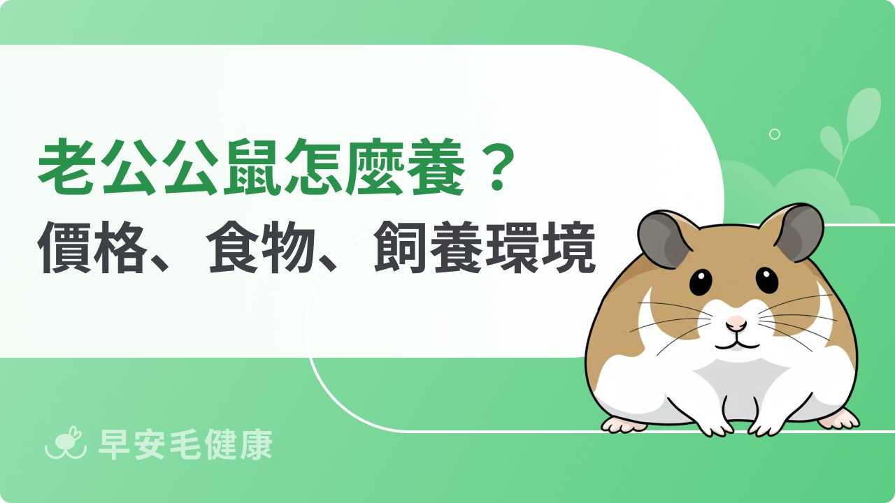 老公公鼠膽小又敏感？小毛足鼠壽命、價格和食物，訓練技巧公開