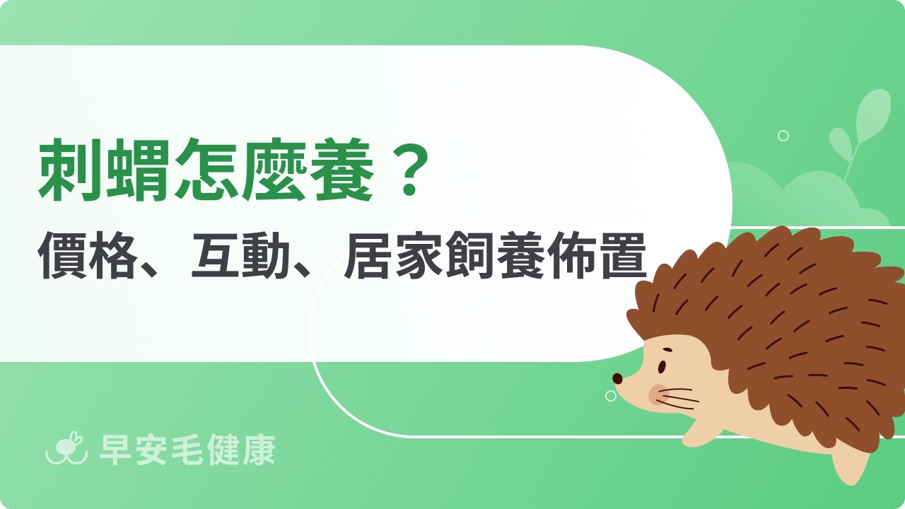 刺蝟怎麼養？價格、飼養、互動到疾病預防，輕鬆養出健康刺寶