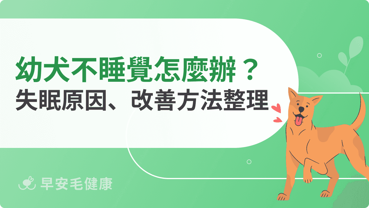 幼犬不睡覺怎麼辦？幼犬失眠原因、改善方法整理
