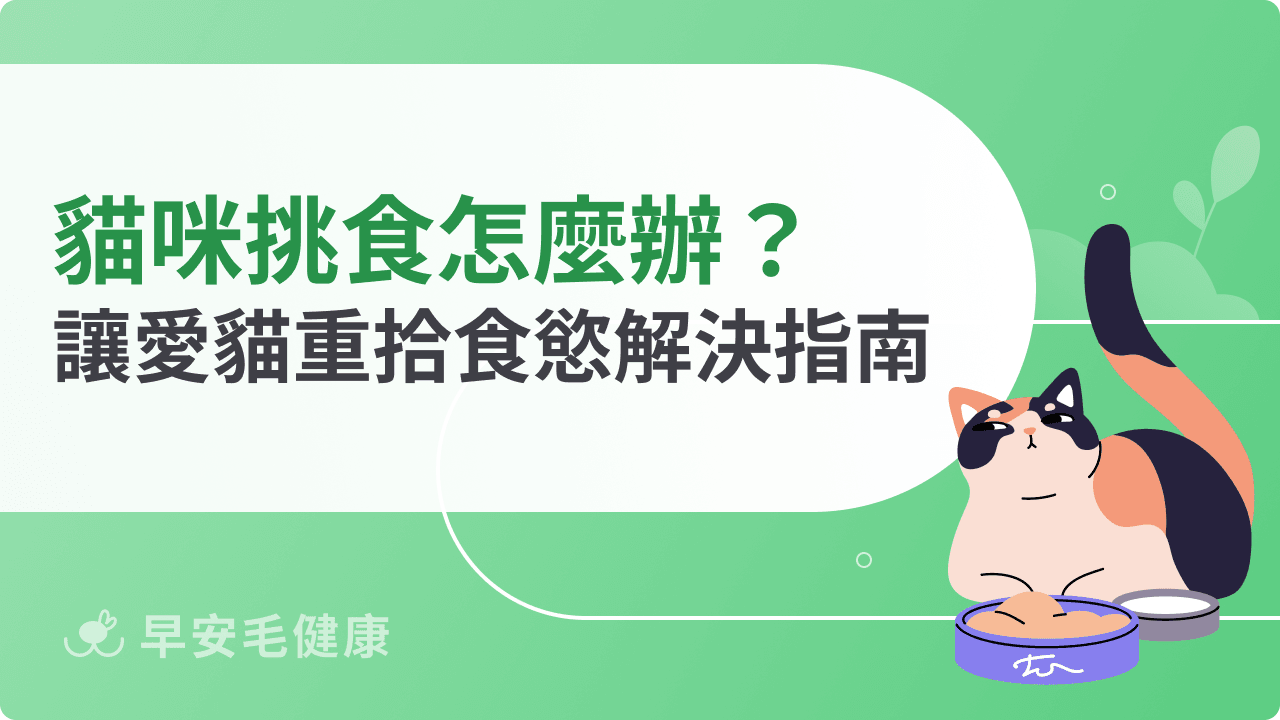貓咪挑食怎麼辦？7大解決方法讓愛貓重拾食慾