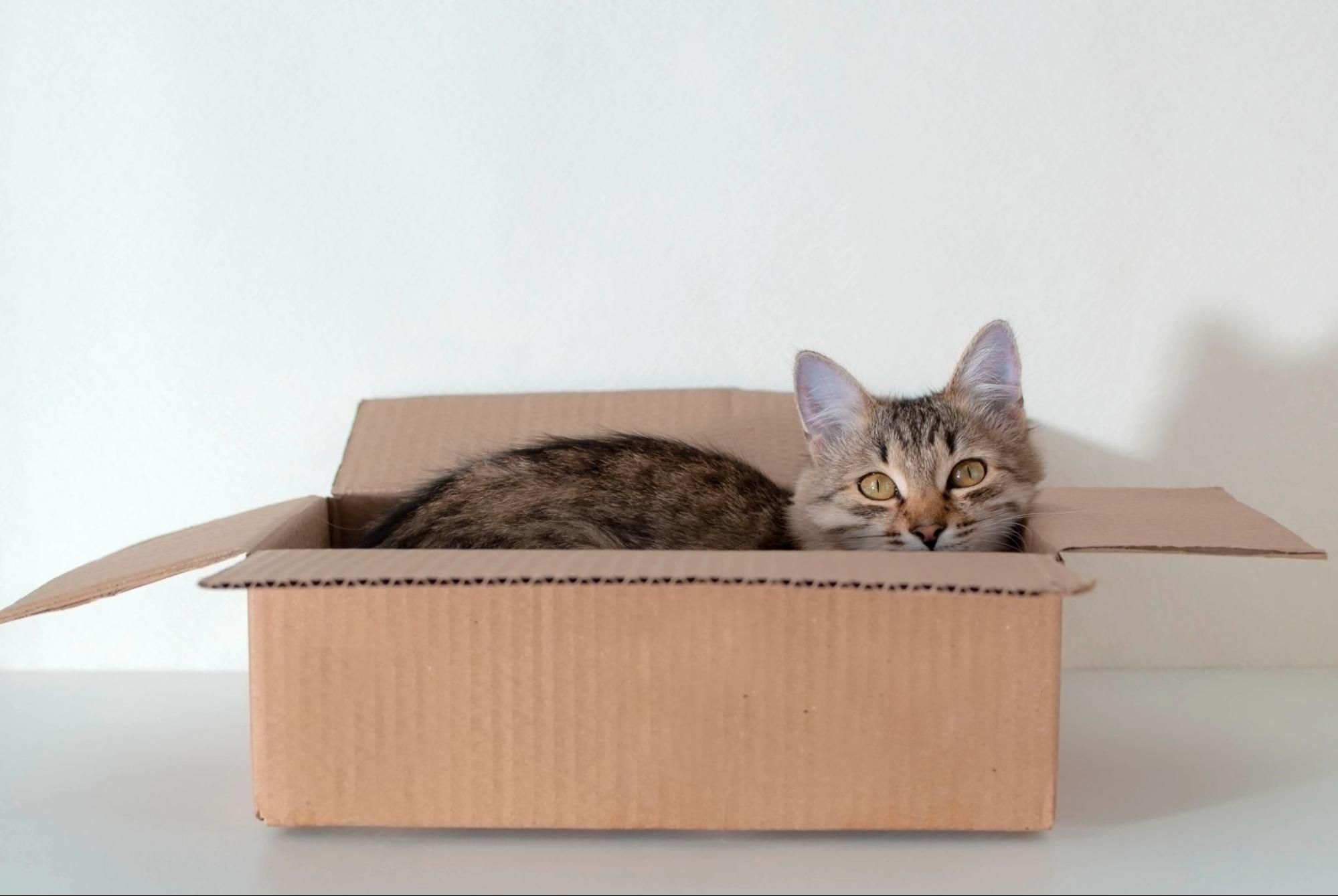 164. AI - why-do-cats-love-boxes-1