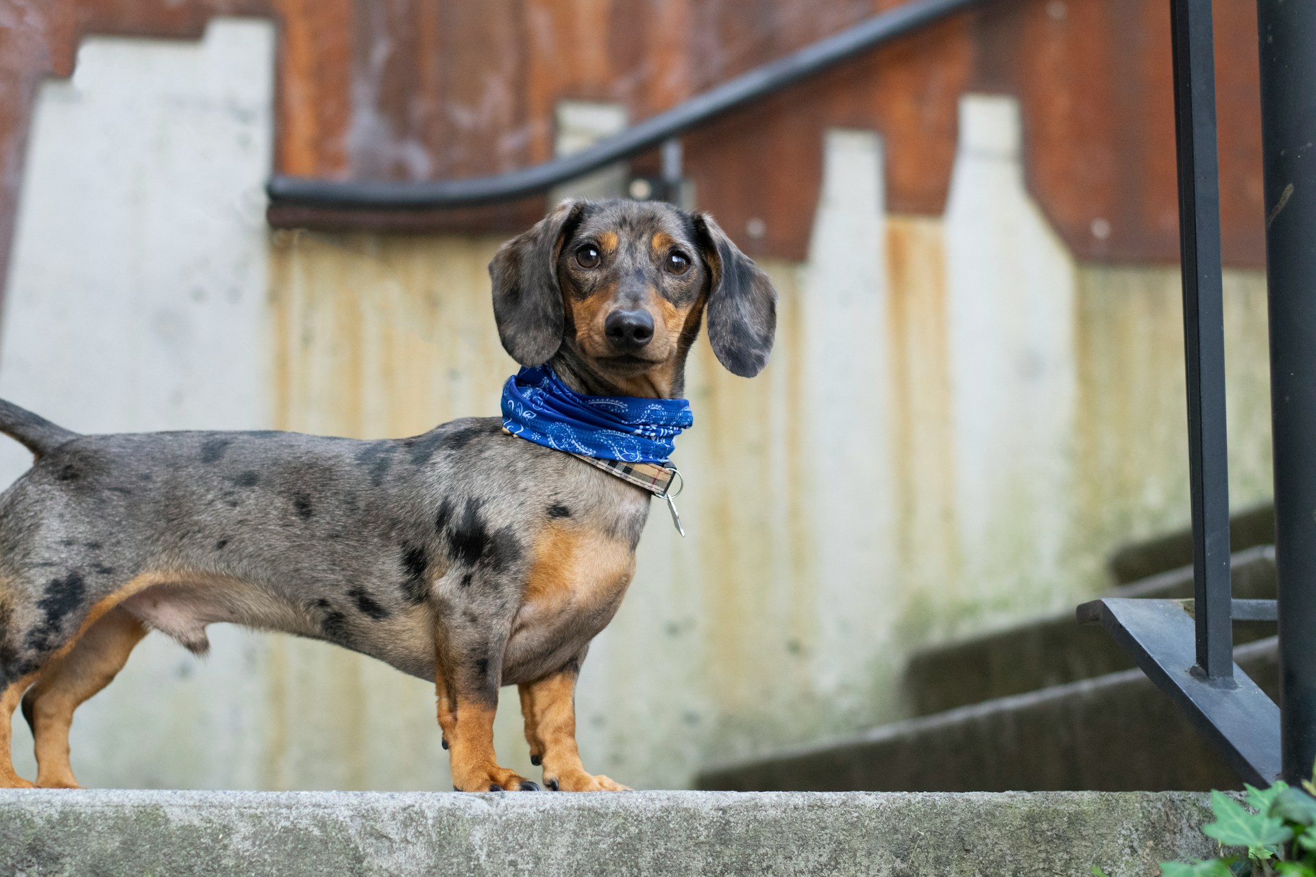 13.dachshund-dog-guide-4