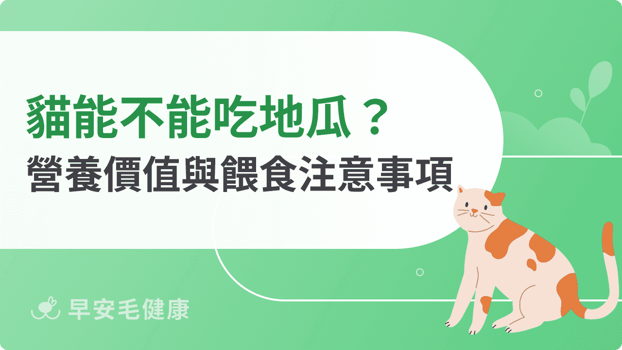 貓能不能吃地瓜？營養價值、餵食方  式與注意事項一次看