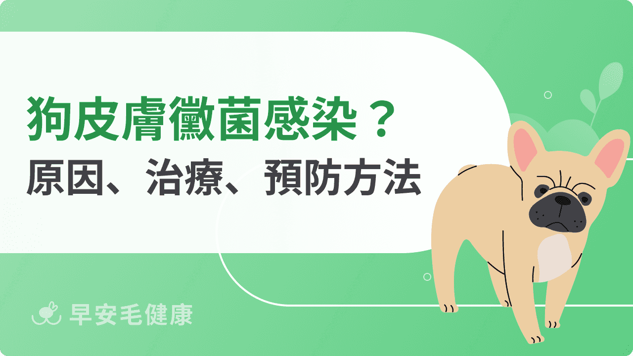 狗皮膚黴菌感染怎麼辦？感染原因、治療方式、預防方法一次看！
