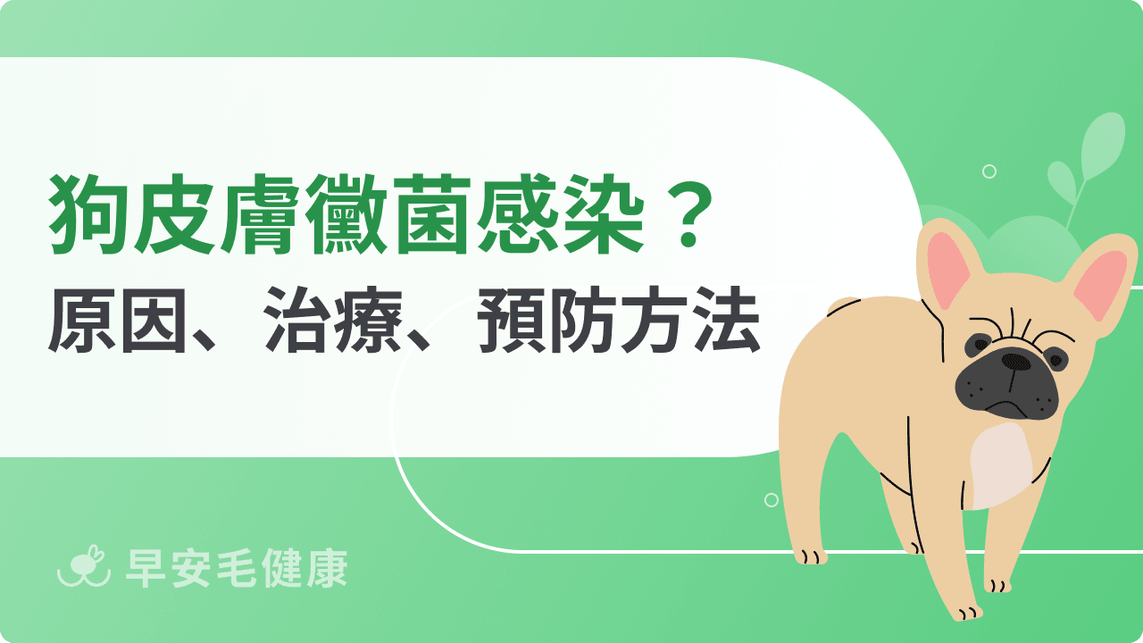 狗皮膚黴菌感染怎麼辦？感染原因、治療方式、預防方法一次看！