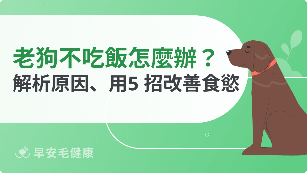 老狗不吃飯怎麼辦？掌握原因＋5招改善狗狗食慾