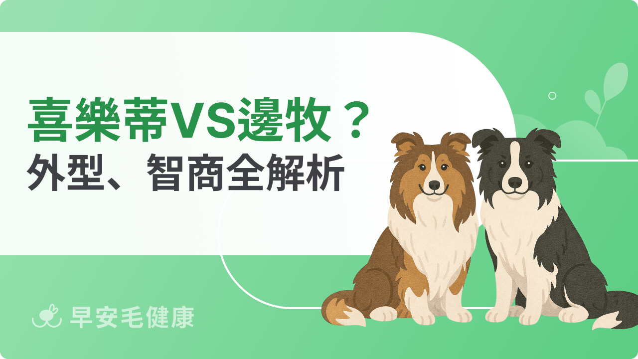 喜樂蒂vs邊境牧羊犬差在哪？外型、智商、飼養難度比一比！