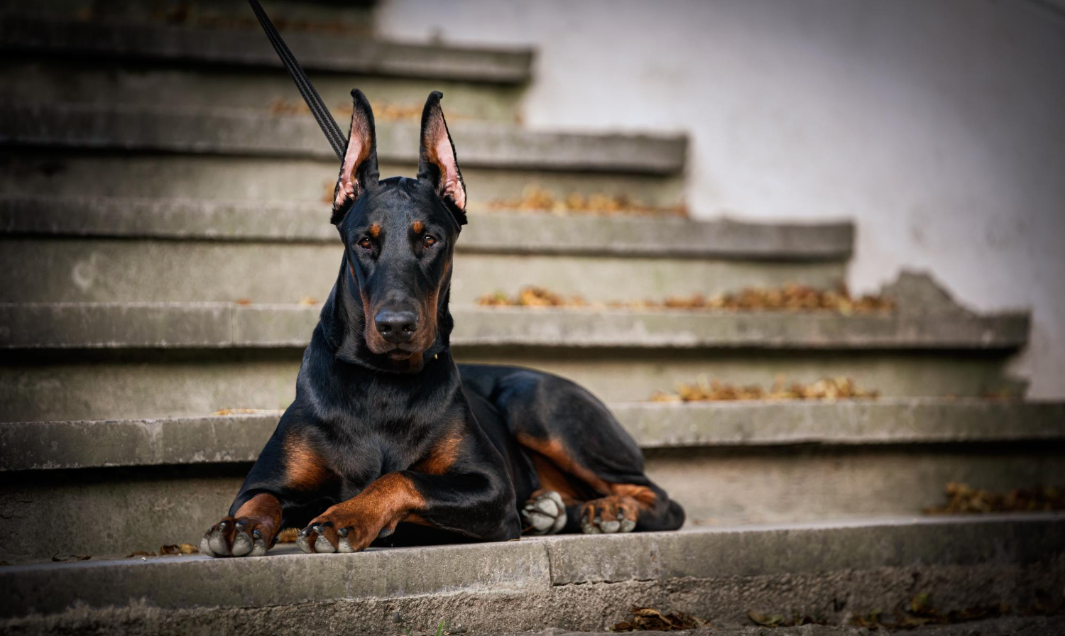 坐在台階上休息的杜賓犬