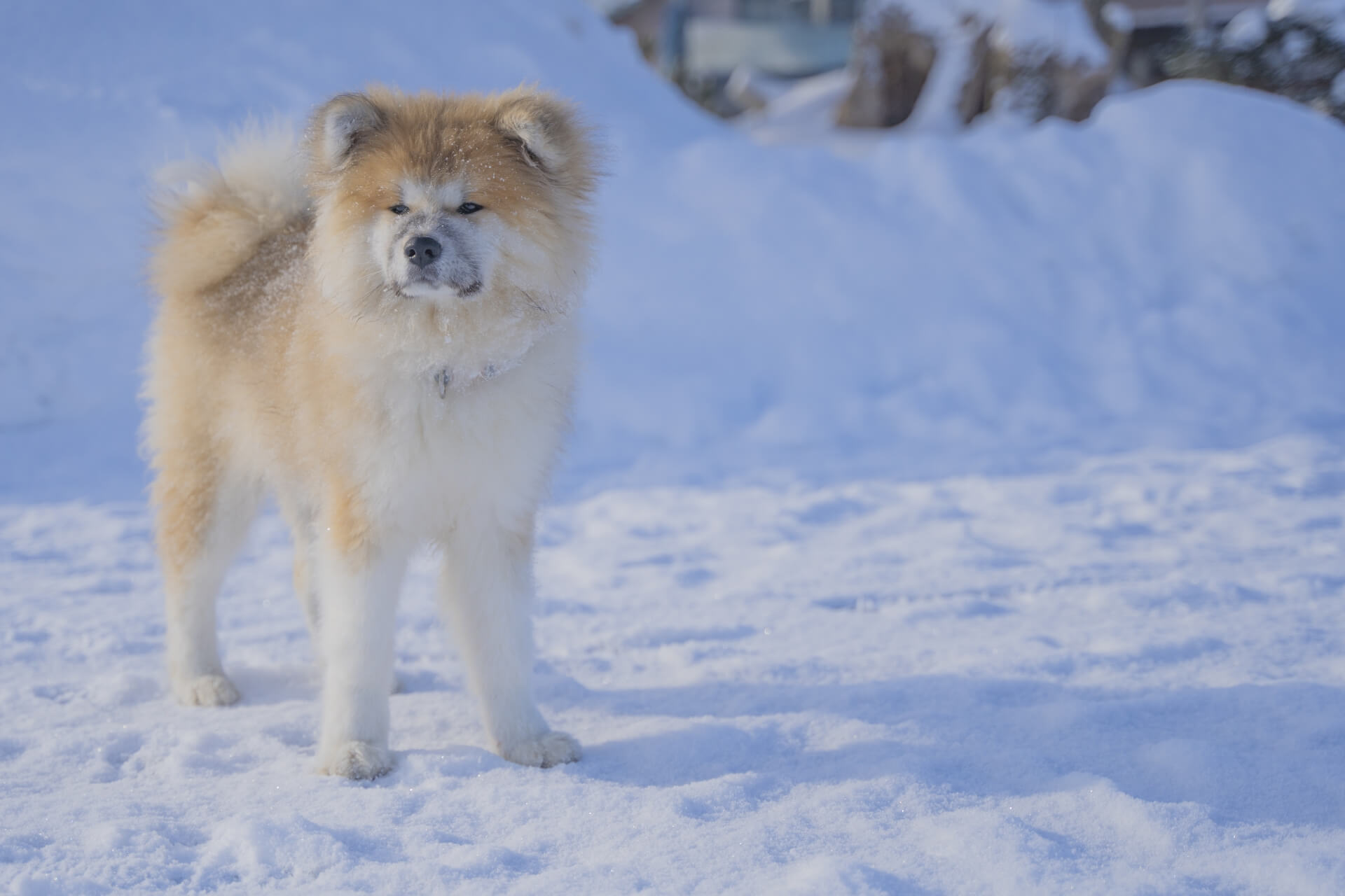 秋田犬與柴犬差別？價格、壽命、大小和個性全解析