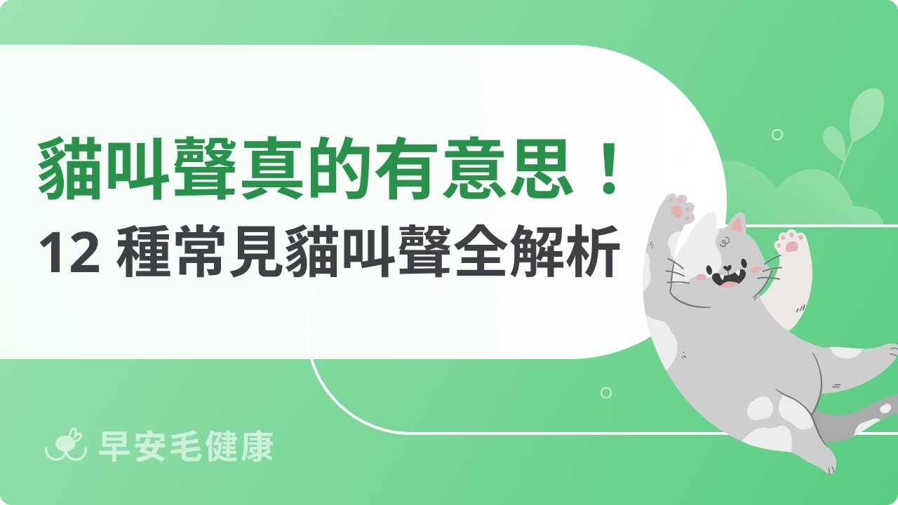 貓叫聲代表什麼？12 種常見貓咪叫聲意思分析！
