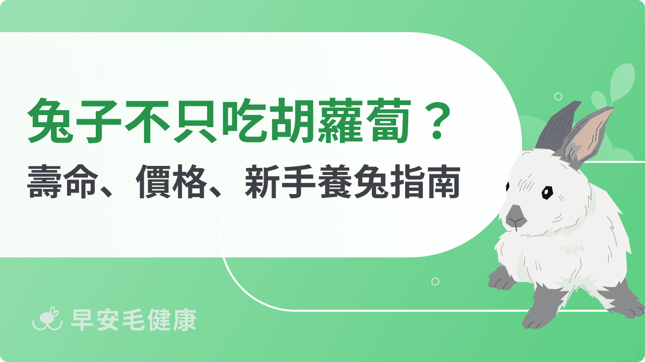 兔子不只吃胡蘿蔔！壽命、價格、品種到健康照護，新手養兔不踩雷