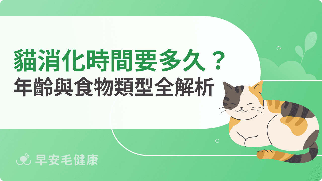 貓消化時間要多久？年齡與食物類型全解析