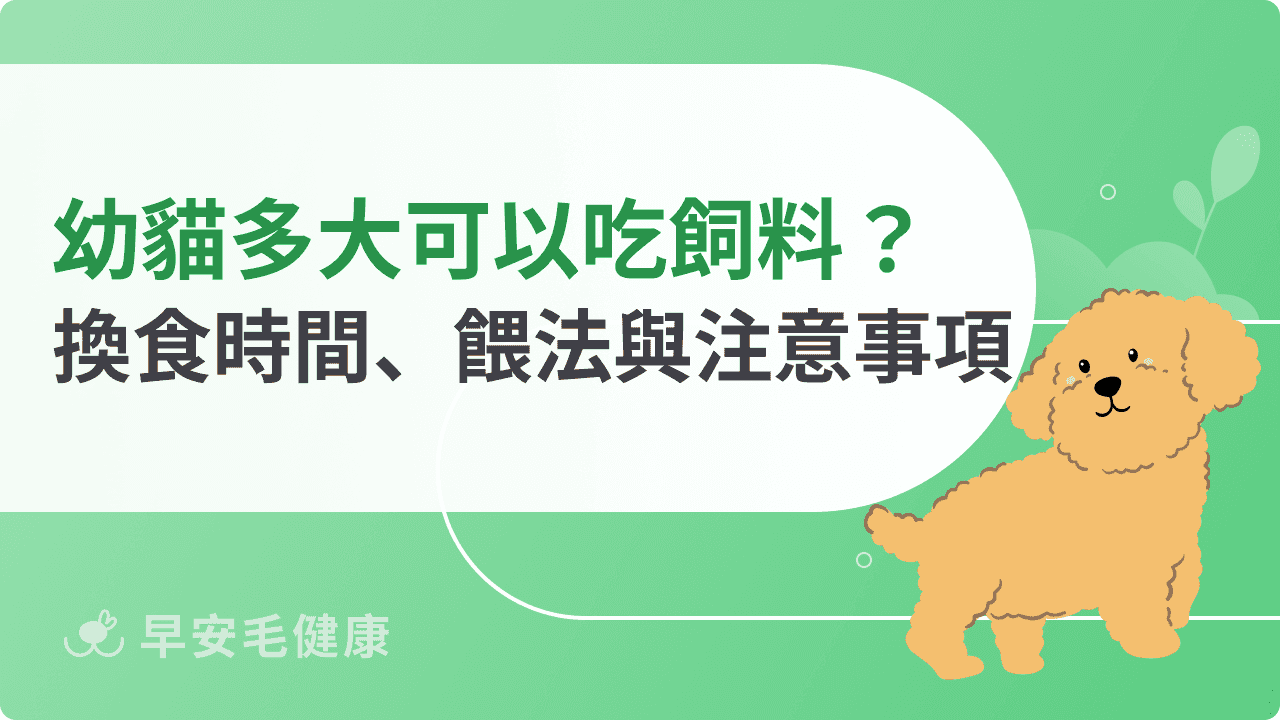 幼貓多大可以吃飼料？換食時間、餵法與注意事項一次看！