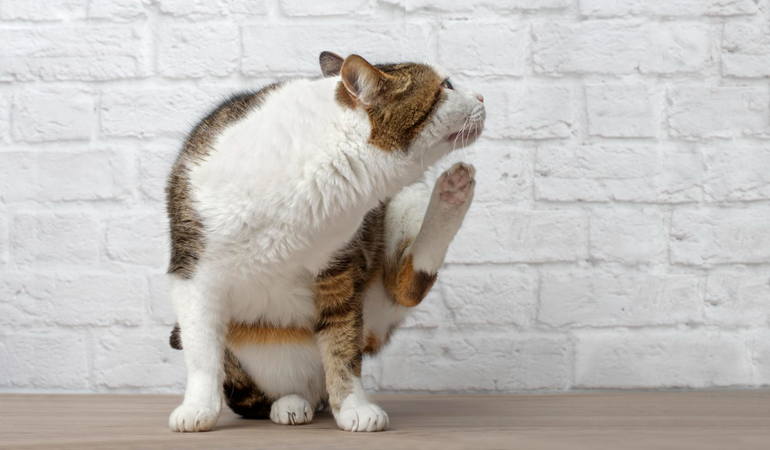 2. AI-cat-skin-bumps-2