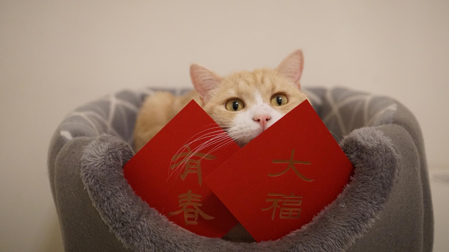 534. AI-how-much-money-in-pet-red-envelope-1