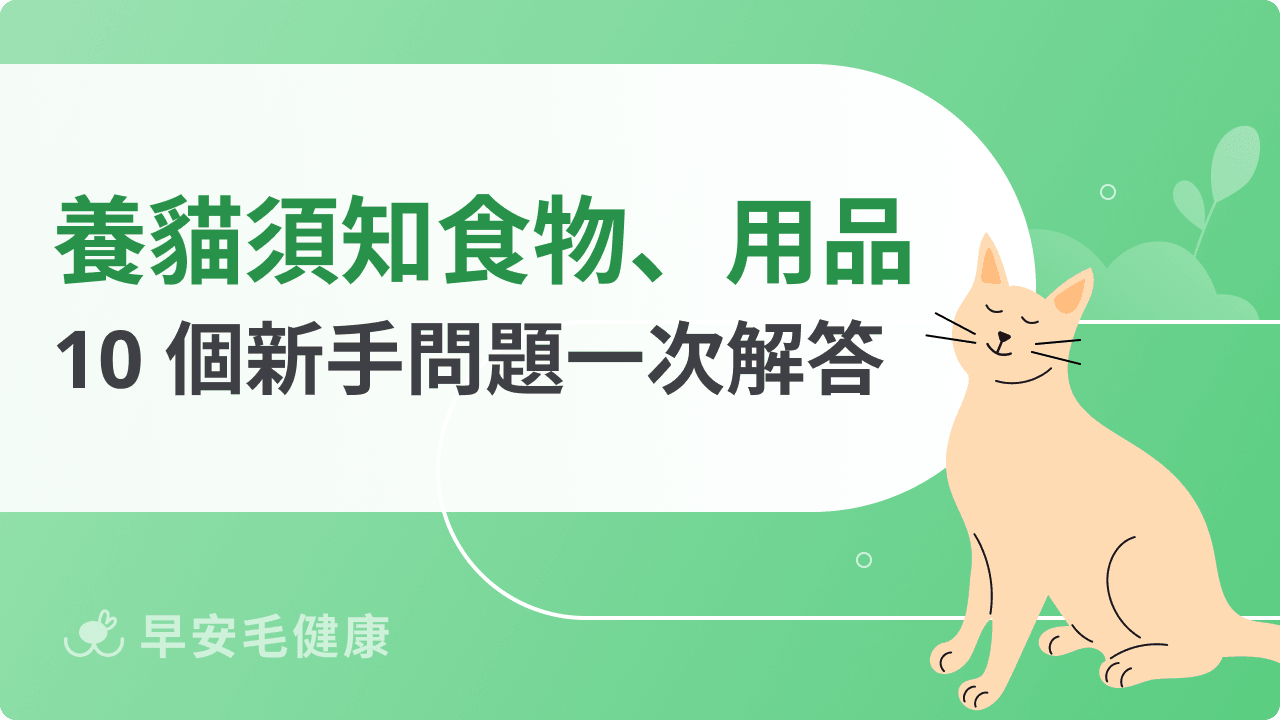 養貓須知哪些事?套房養貓注意事項、新手飼養10大重點解析