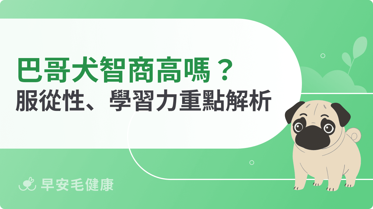 巴哥犬智商排名第幾？一篇了解牠的服從性、學習力、訓練表現！