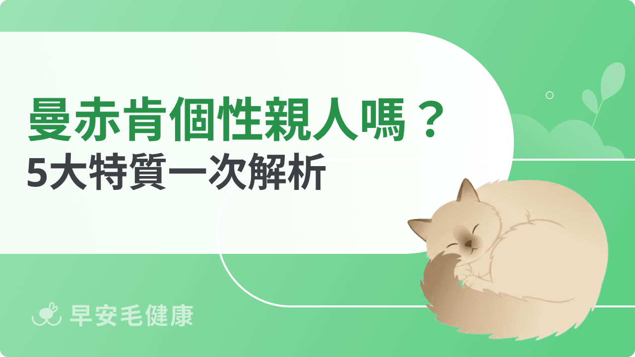 曼赤肯個性懶還是親人？5大特質一次解析