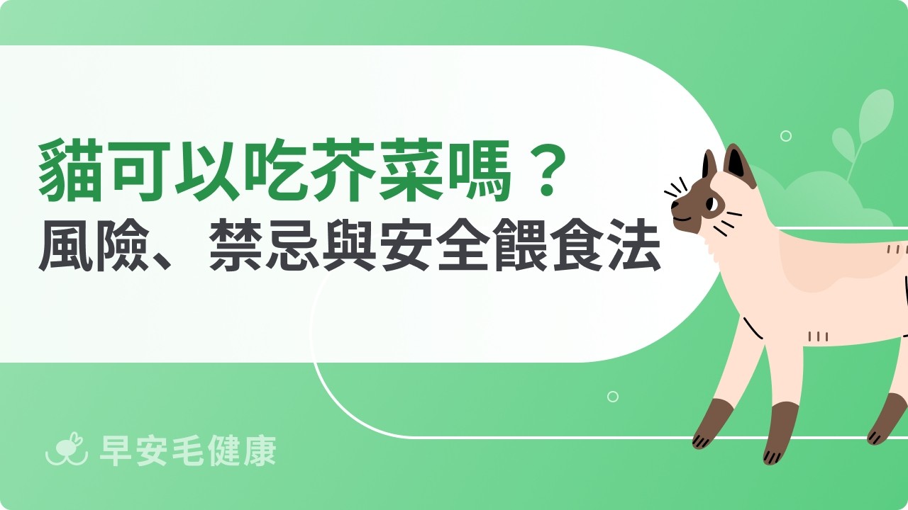 貓可以吃芥菜嗎？草酸風險、禁忌與安全餵食方式