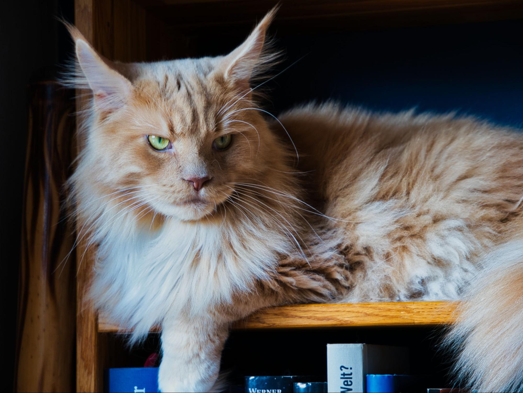 218.maine-coon-cat-defects-1