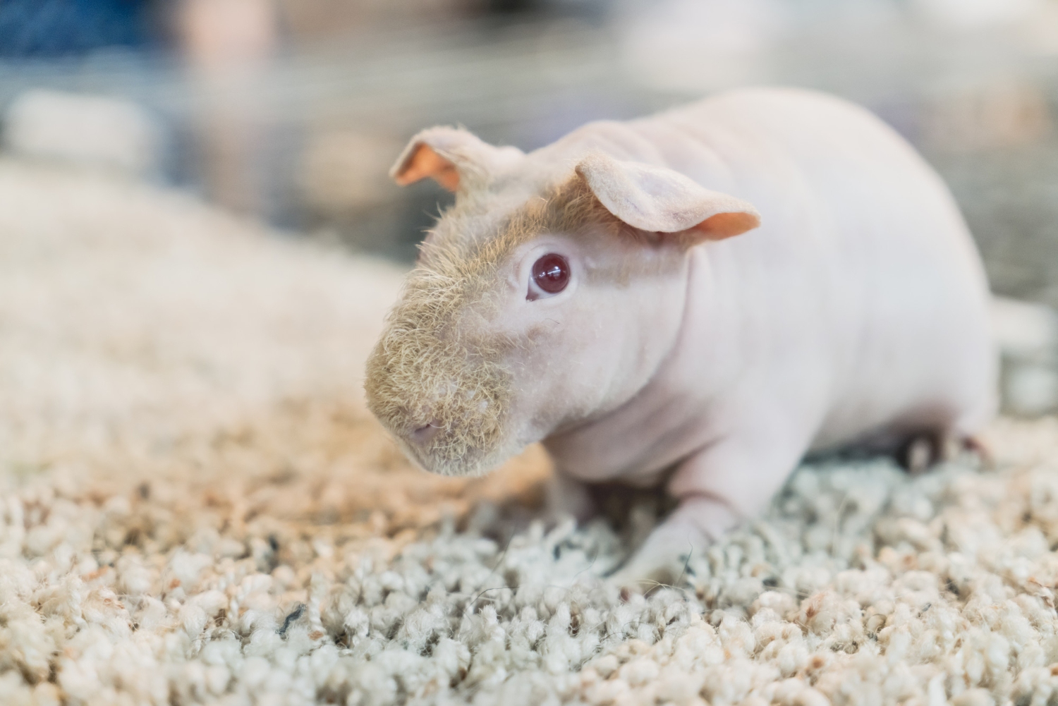 107. skinny-pig-guide-1