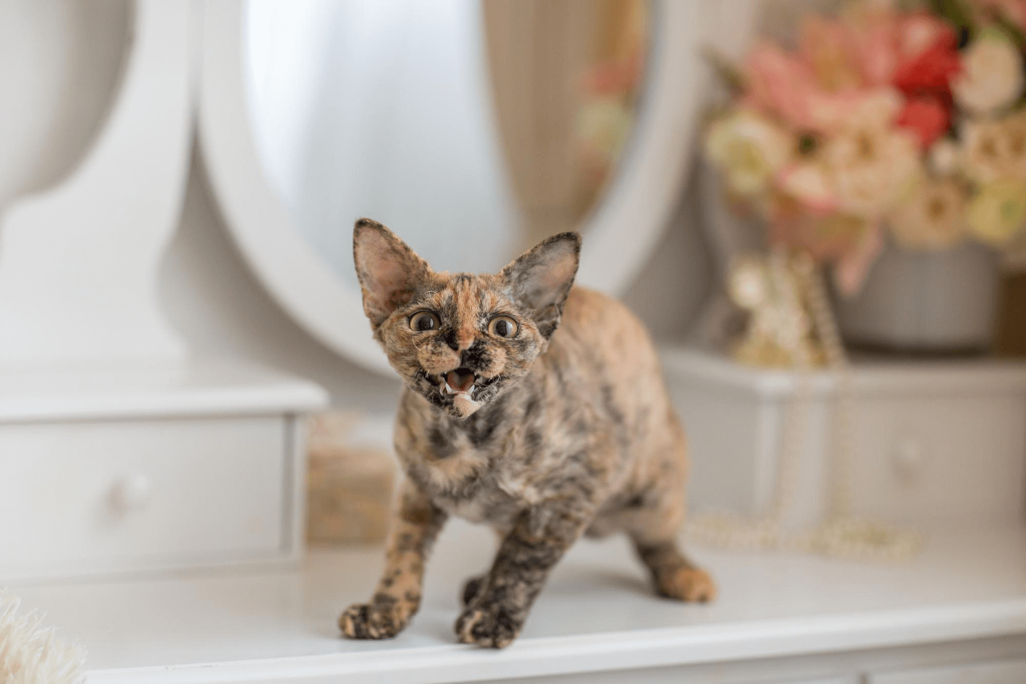 448. AI - devon-rex-genetic-diseases-1