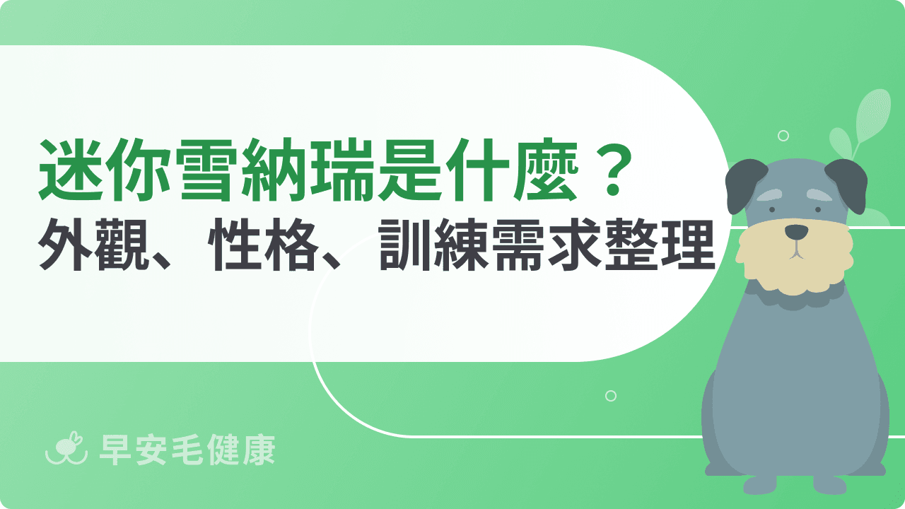 迷你雪納瑞好不好養？外觀、性格、訓練需求5分鐘輕鬆搞懂