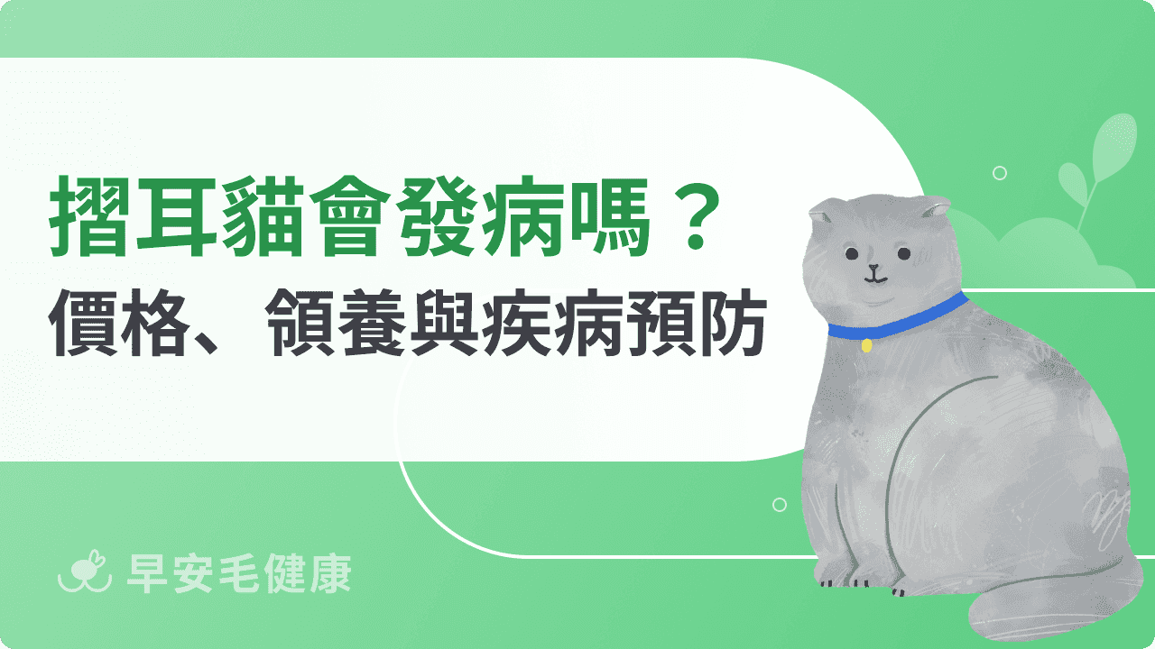 摺耳貓發病怎麼辦?壽命、價格到疾病預防的飼養攻略