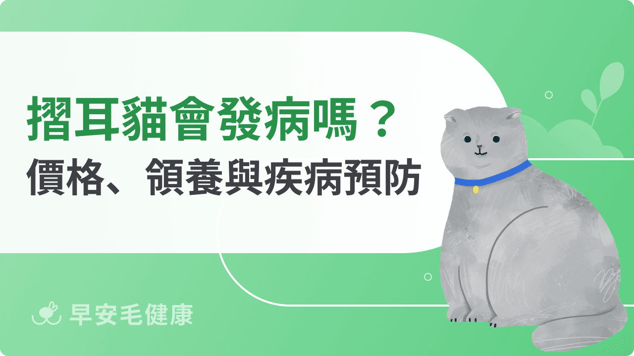 摺耳貓發病怎麼辦？壽命、價格到疾病預防的飼養攻略
