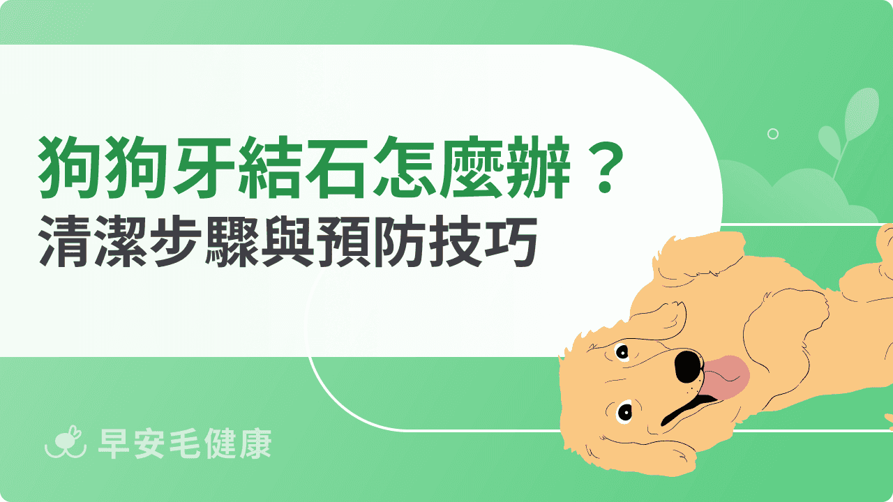 狗狗牙結石怎麼辦？去除方法、預防技巧與清潔步驟一次看