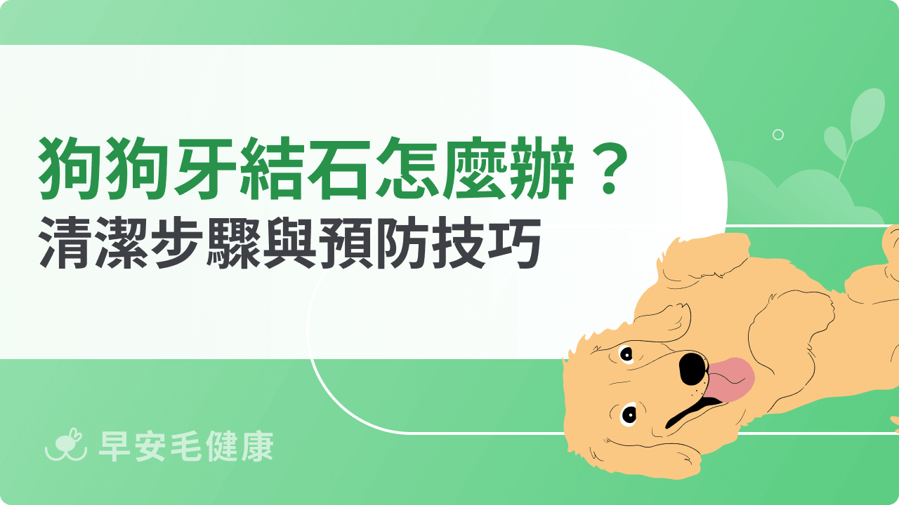狗狗牙結石怎麼辦？去除方法、預防技巧與清潔步驟一次看