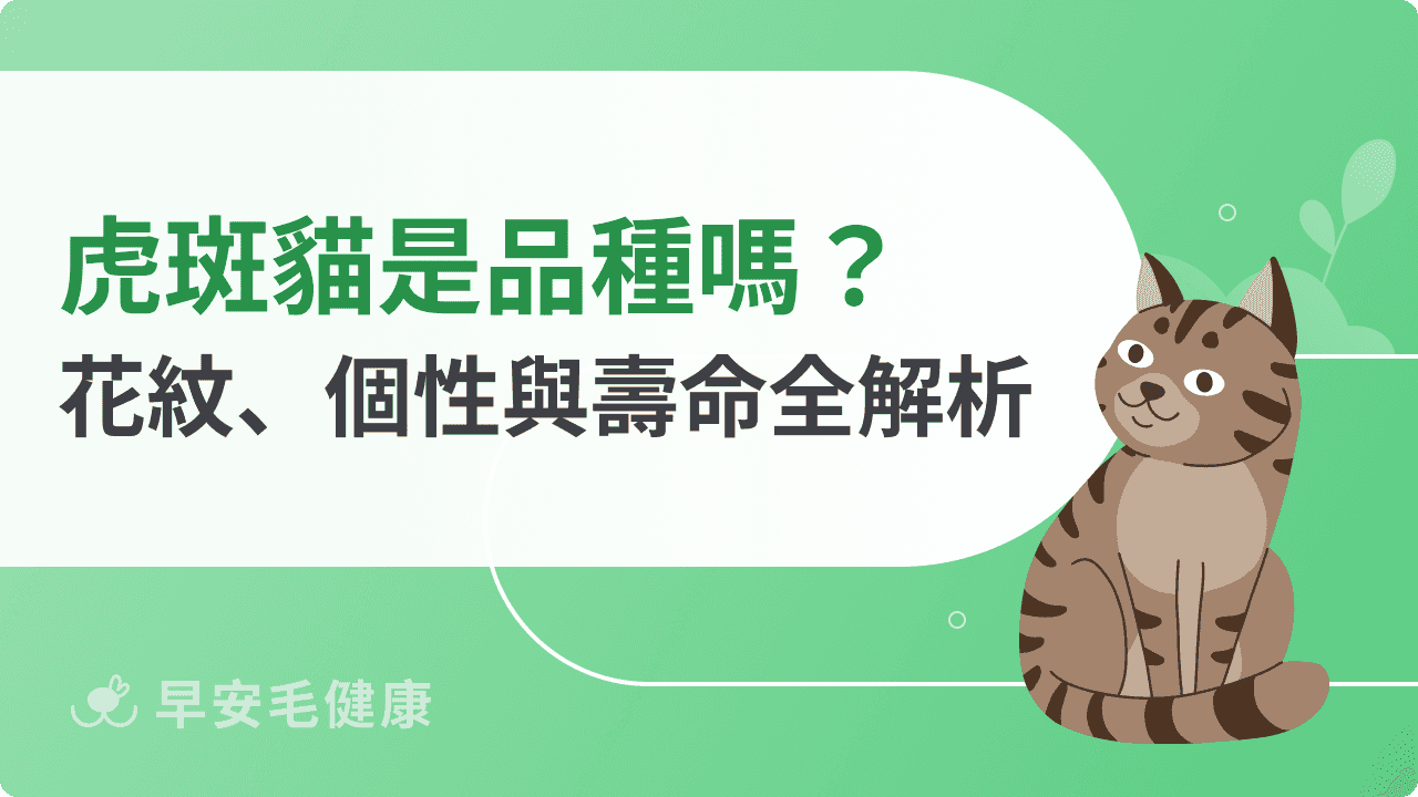 虎斑貓攻略｜虎斑貓個性、花紋種類、智商與健康管理全解析！