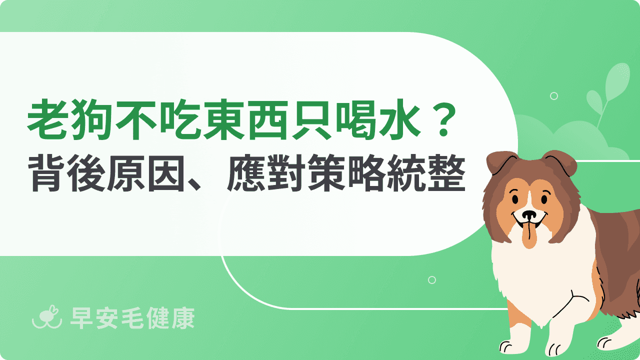 老狗不吃東西只喝水怎麼辦？背後原因、應對策略一次解析