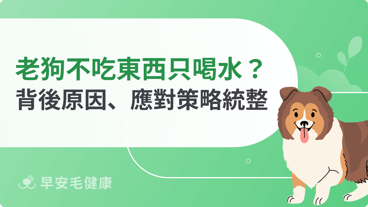 老狗不吃東西只喝水怎麼辦？背後原因、應對策略一次解析