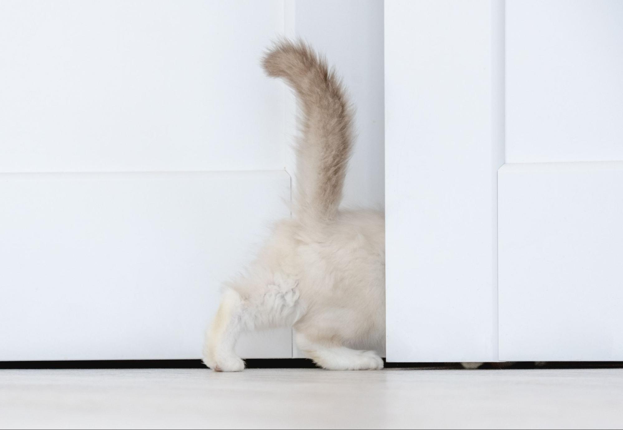 28. AI - what-does-it-mean-when-cat-has-its-tail-up-1