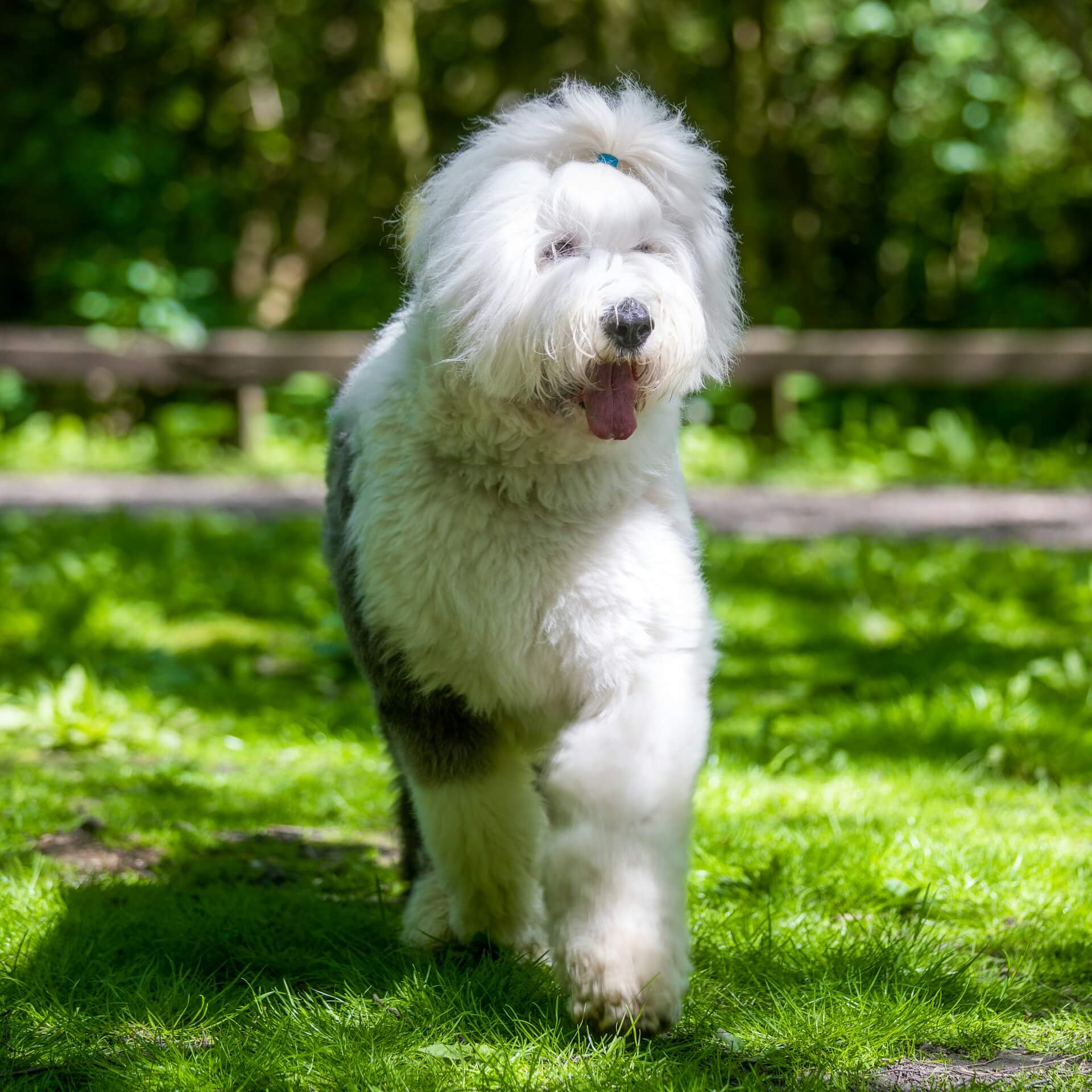 63. old-english-sheepdog-guide-3