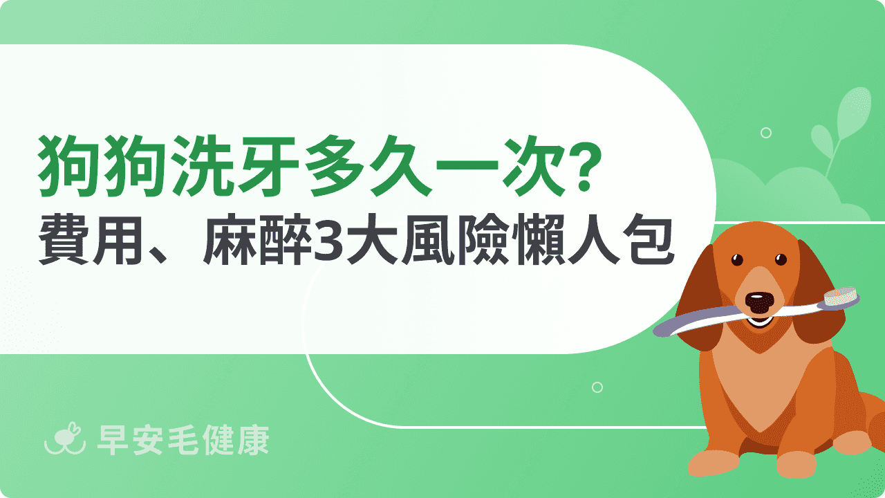 狗狗洗牙多久一次？費用、麻醉風險釐清，守護狗狗口腔健康