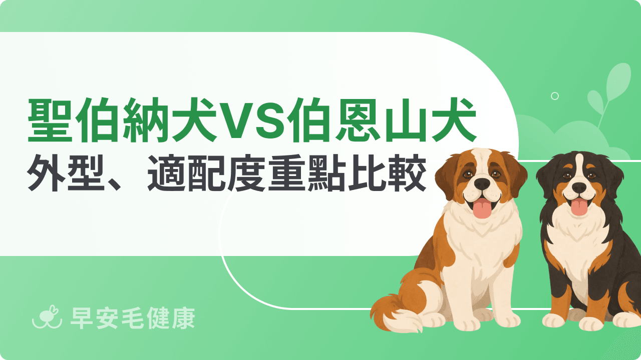 聖伯納犬、伯恩山犬哪裡不一樣？外型特徵＋家庭適配度差異比較！
