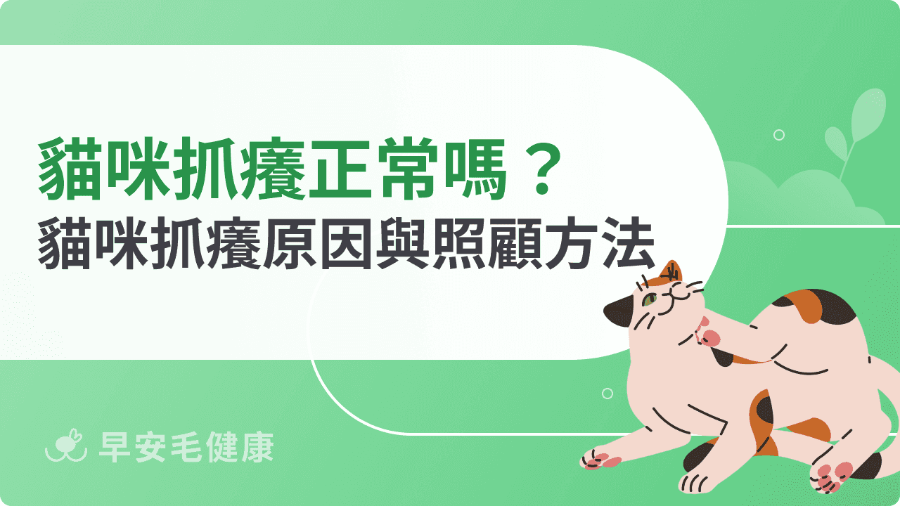 貓咪抓癢正常嗎？分析貓咪抓癢抓不停原因與照顧方法