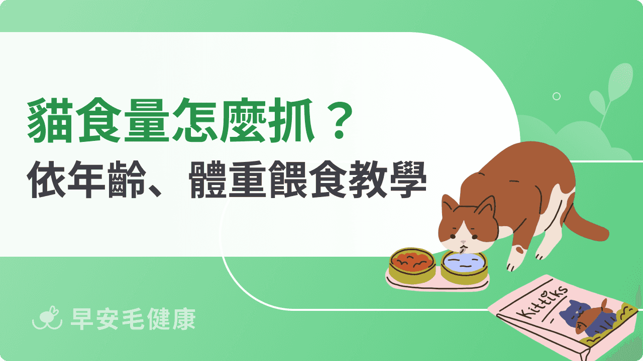 貓食量怎麼抓？年齡、體重精準計算，各階段飲食訣竅全公開